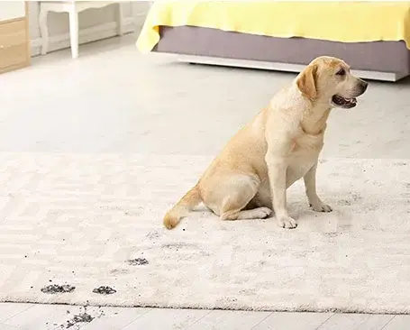 Area-rug-care-Dirt-Debris Area rug care | Location Carpet & Flooring